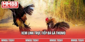 Xem Link Trực Tiếp Đá Gà Thomo